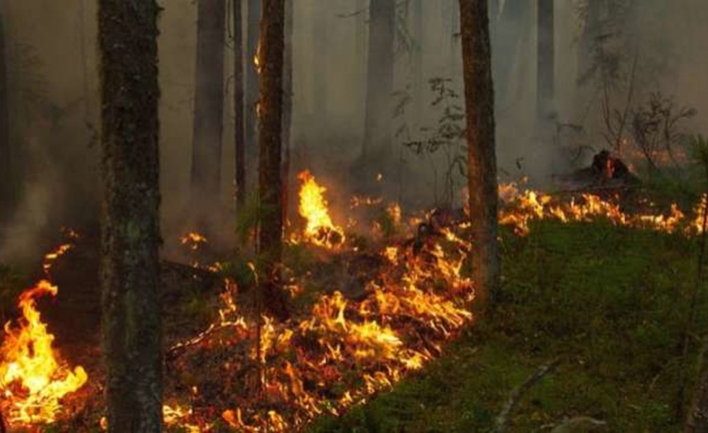 Apribotas lankymasis miškuose dėl gaisrų pavojaus