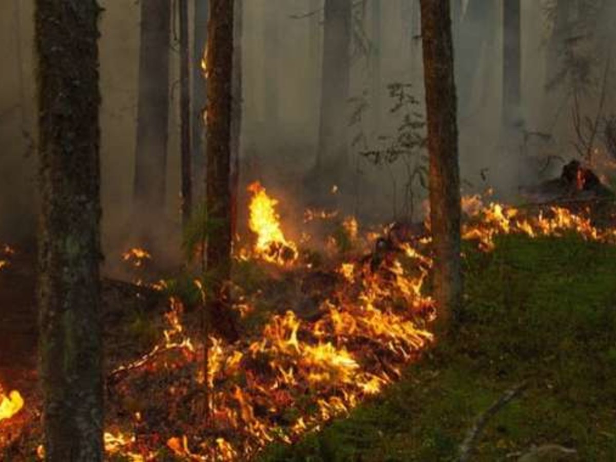 Apribotas lankymasis miškuose dėl gaisrų pavojaus
