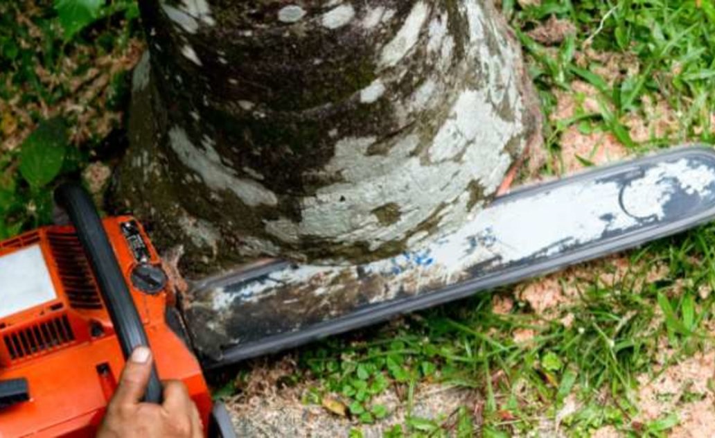 Dar kartą apie naujus medžių ir krūmų genėjimo ar šalinimo reikalavimus