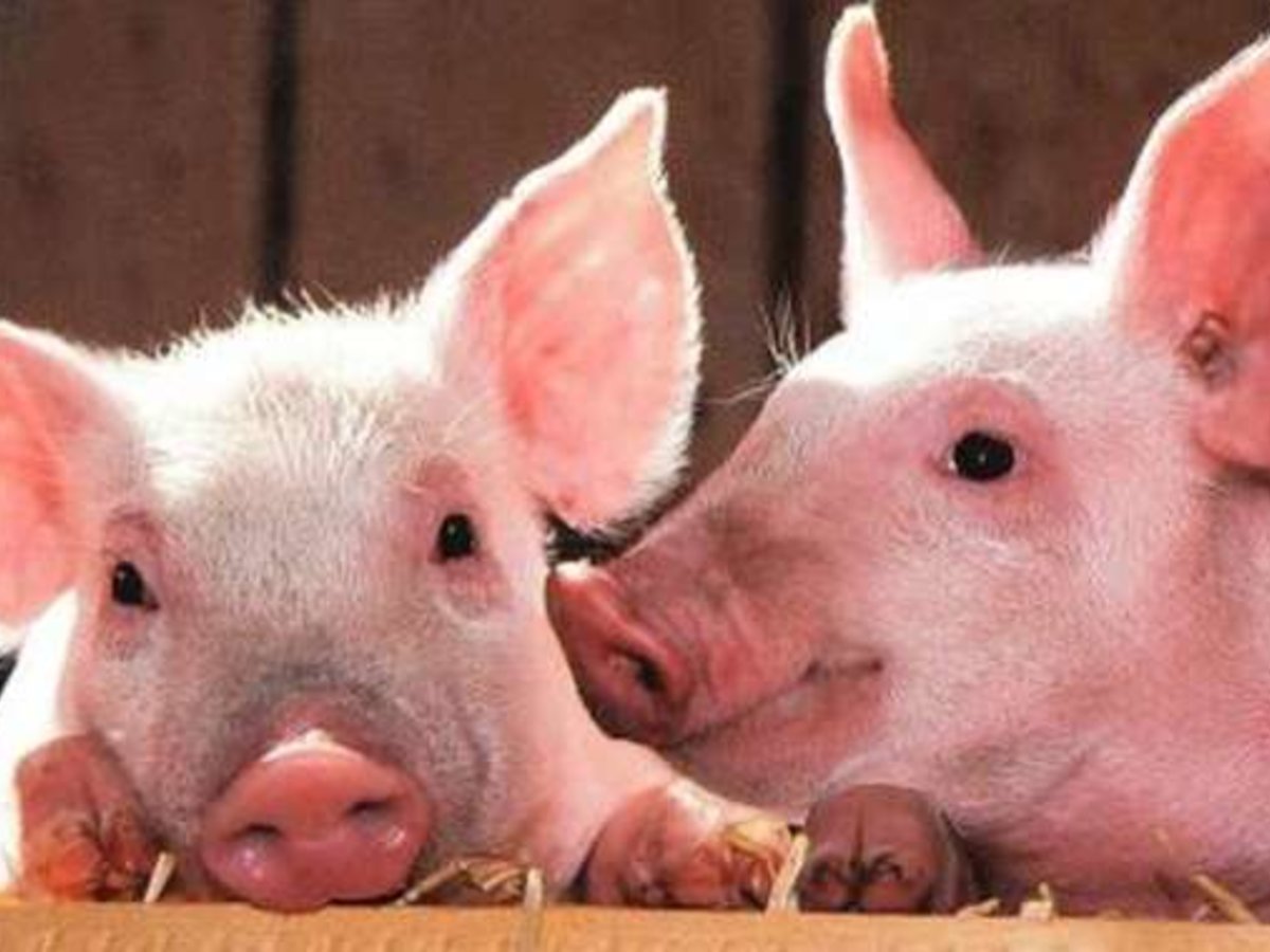 Informacija dėl nustatyto afrikinio kiaulių maro židinio Patašinės k., Marijampolės sav.