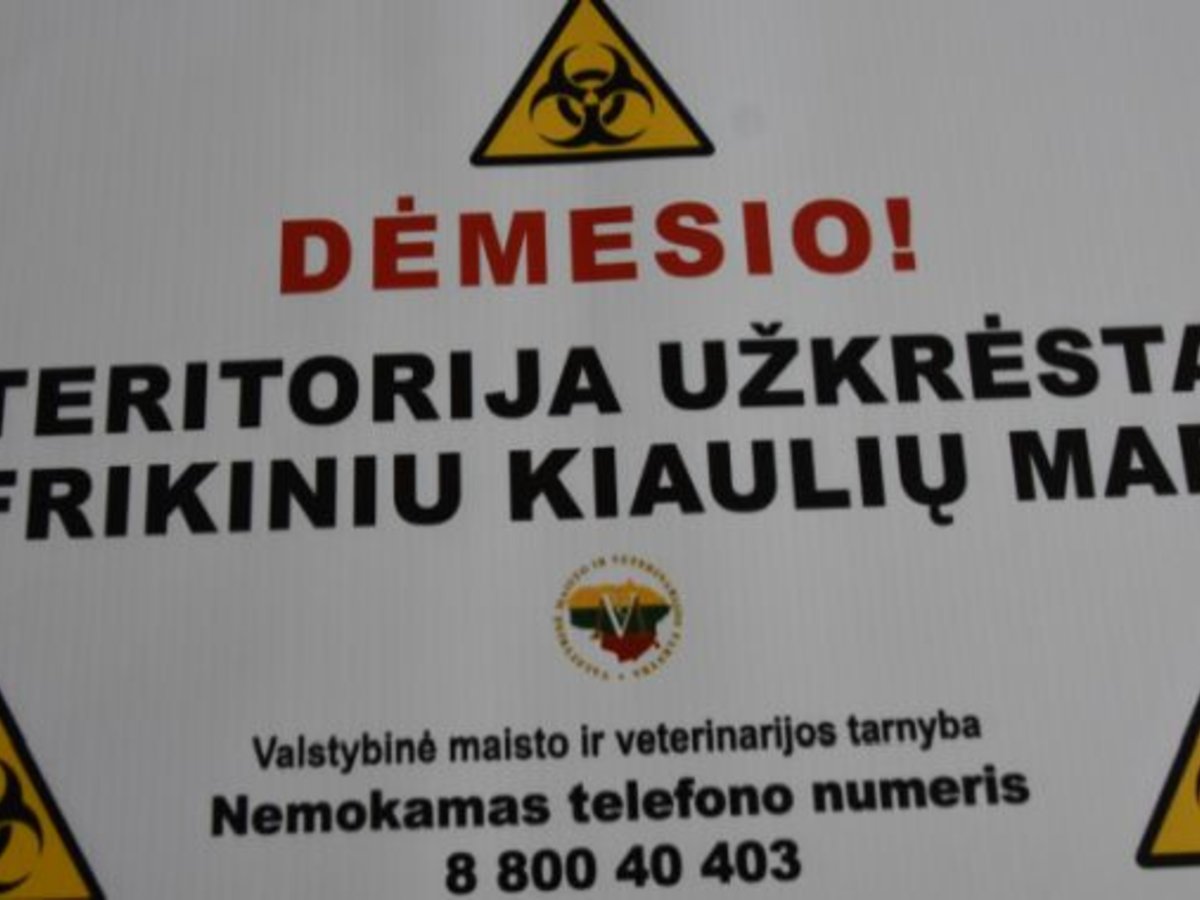 Varnabūdės miške trečias afrikinio kiaulių maro atvejis