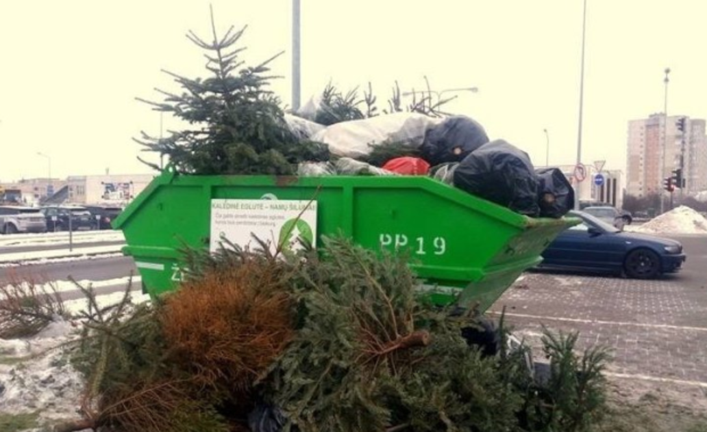 Kalėdų eglutės bus tinkamai sutvarkytos