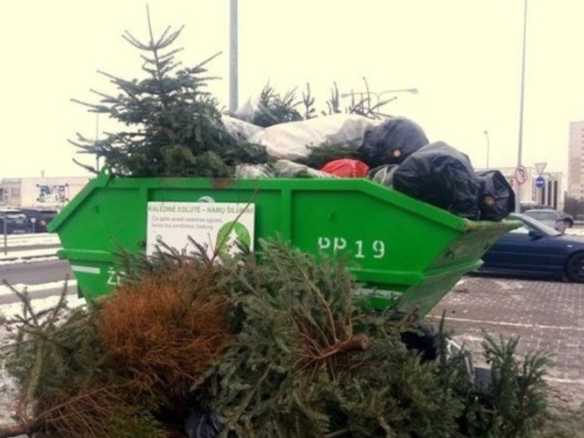 Kalėdų eglutės bus tinkamai sutvarkytos