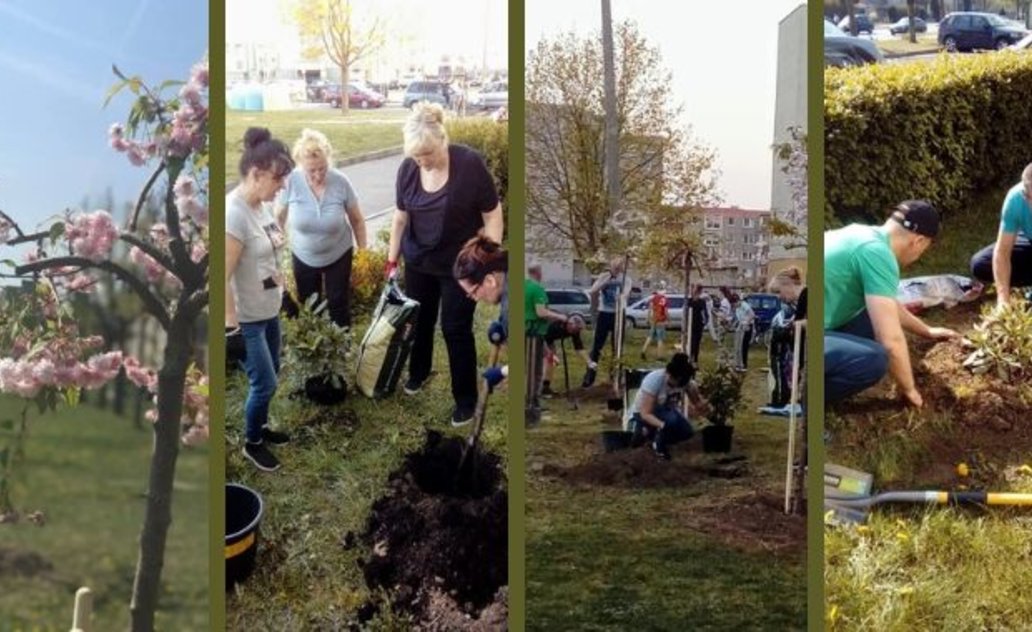 Daugiabučių namų žaliosios erdvės pasipuošė naujais želdiniais ir sakurų žiedais