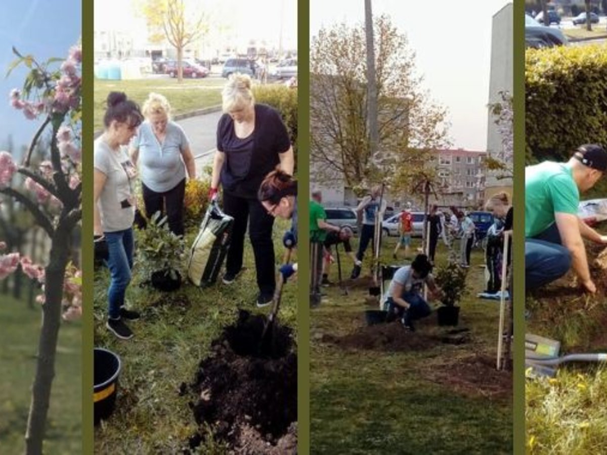 Daugiabučių namų žaliosios erdvės pasipuošė naujais želdiniais ir sakurų žiedais