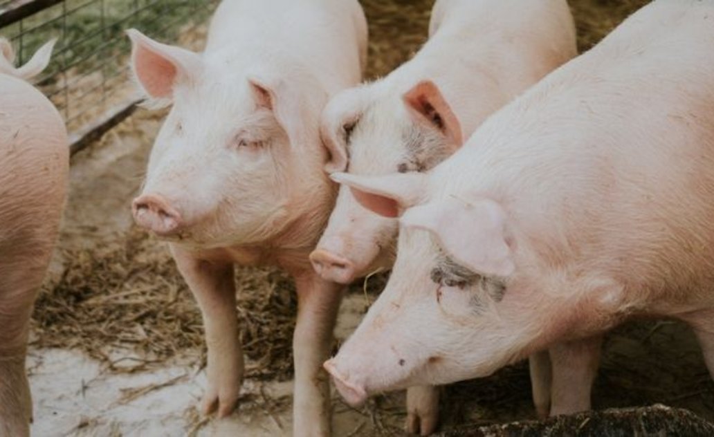 Afrikinio kiaulių maro grėsmė - Marijampolės savivaldybės ūkininkai raginami laikytis reikalavimų