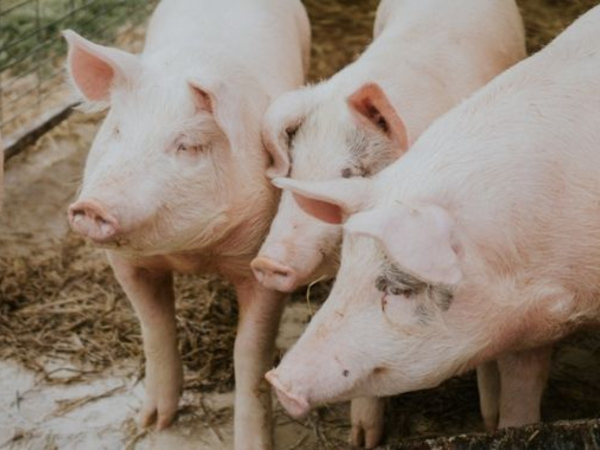 Afrikinio kiaulių maro grėsmė - Marijampolės savivaldybės ūkininkai raginami laikytis reikalavimų