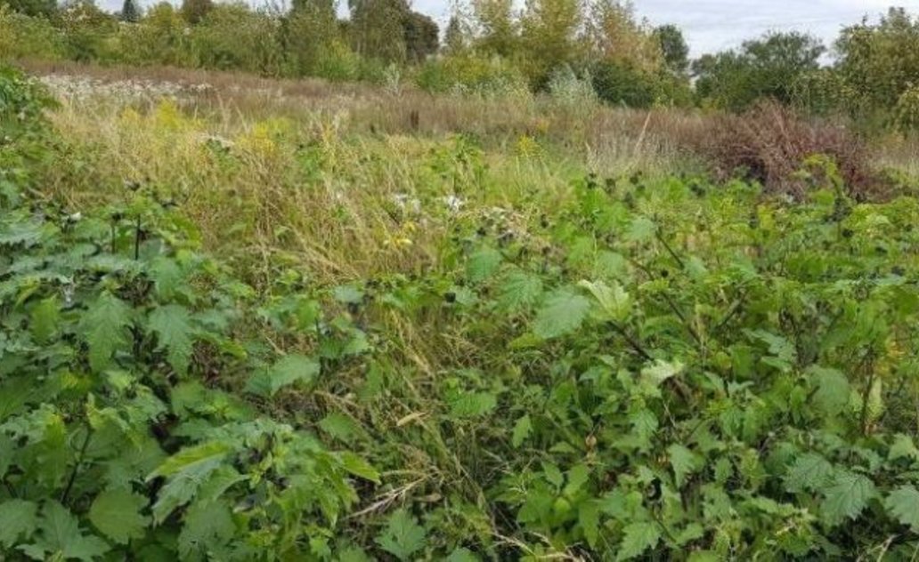 Nors marijampoliečiai garsėja tvarkingumu, neprižiūrimų sklypų sąrašas ilgėja