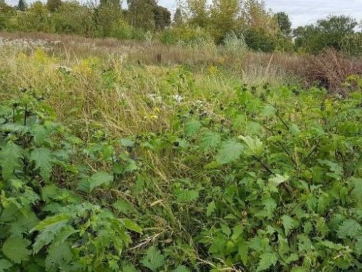 Nors marijampoliečiai garsėja tvarkingumu, neprižiūrimų sklypų sąrašas ilgėja