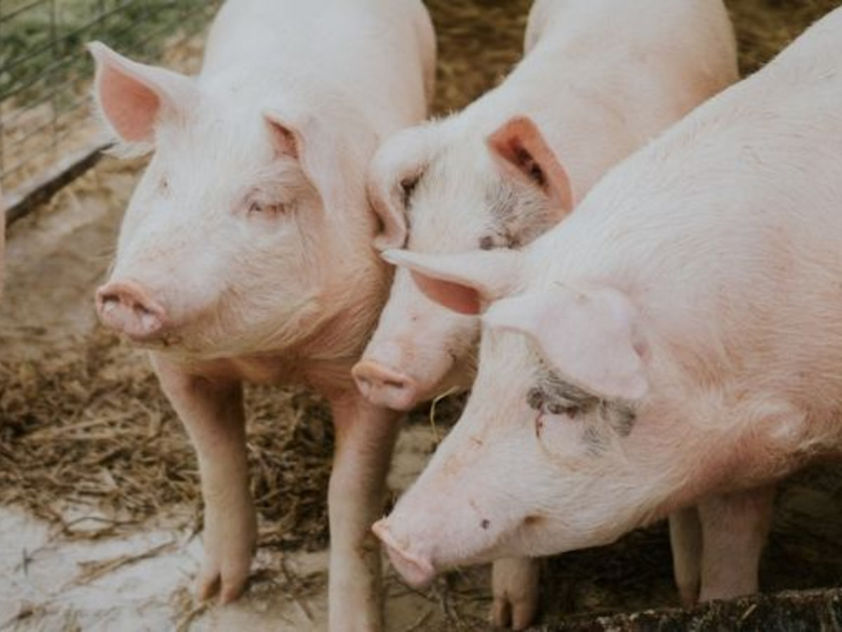 Dėl afrikinio kiaulių maro židinių atšaukimo