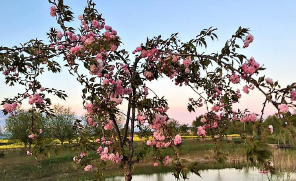  Šunskų parke jau žydi sakuros