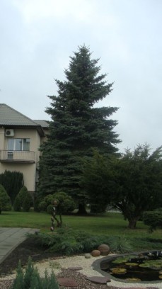 G. ir R. Burkšaičių  padovanota  žaliaskarė