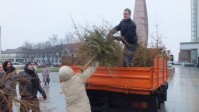 Šiemet eglučių biokurui pristatyta daugiau